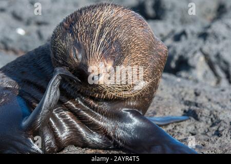 Un sigillo di pelliccia delle Galapagos (Arctocephalus galapagoensis) sta graffiando la sua pelliccia sulle formazioni laviche lungo la riva vicino a Puerto Egas, Isola di Santiago (James i Foto Stock