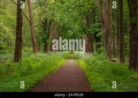 Percorso forestale nella riserva naturale Hasbruch, NSG Hasbruch Foto Stock