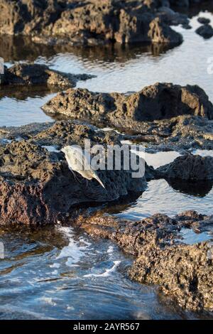 Un airone Lava o Galapagos (Butorides sundevalli) arroccato su rocce, a caccia di cibo vicino Puerto Egas, Santiago Island (James Island) nelle Galapagos Foto Stock