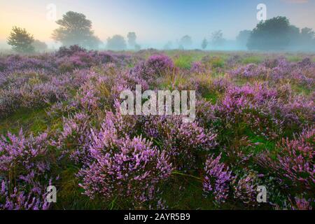 Heather comune, Ling, Heather (Calluna vulgaris), brughiera in fiore nella riserva naturale di Kampina all'alba, Paesi Bassi, Noord-Brabant, Kampina riserva naturale, Kampina Foto Stock