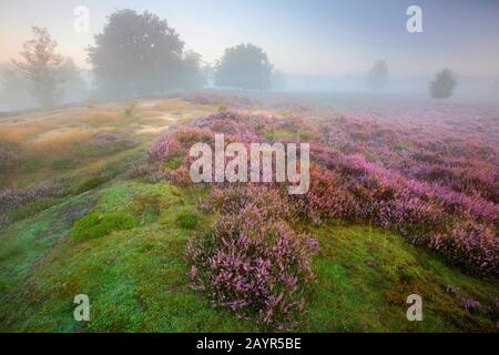 Heather comune, Ling, Heather (Calluna vulgaris), brughiera in fiore nella riserva naturale di Kampina all'alba, Paesi Bassi, Noord-Brabant, Kampina riserva naturale, Kampina Foto Stock