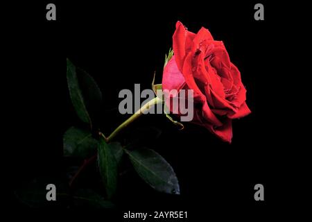 Rosa rossa con gambo su sfondo nero con colore rosso vivo e gocce d'acqua. Foto Stock