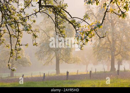 Frutteto prato vicino Voeren; Haspengouw, Belgio, Limburgo, Sint-Martens-Voeren, Voerstreek Foto Stock