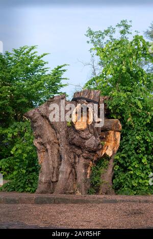 Tiglio lievitato, littleleaf linden, linden fogliare (Tilia cordata), tronco di tiglio abbattuto Bordesholmer Linde, Germania, Schleswig-Holstein, Bordesholm Foto Stock
