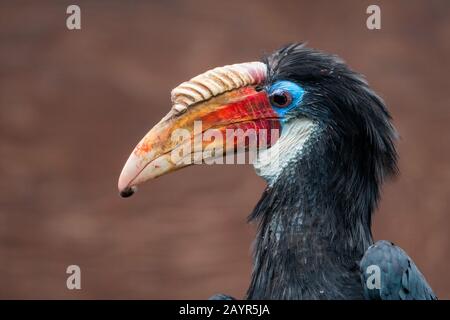 Cornicetta di Blyth, cornicetta di Papuan, Kokomo (Rhyticeros plicatus), ritratto, maschio Foto Stock