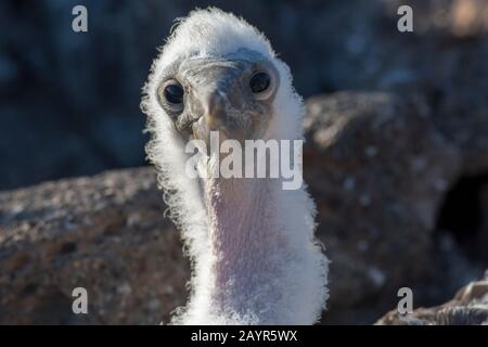 Ritratto di un grande e soffice booby Nazca (Sula granti) cazzo sull'Isola di Genovesa (Isola della Torre) nelle Isole Galapagos, Ecuador. Foto Stock