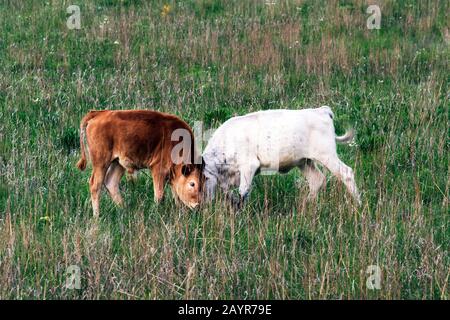 Longhorn vitelli a Wichita Mountains National Wildlife Refuge vicino Lawton, Oklahoma Foto Stock