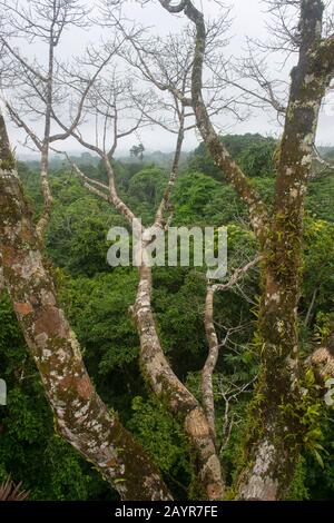 Vista delle piante epifitiche e del baldacchino della foresta pluviale dalla torre di osservazione nella foresta pluviale vicino la Selva Lodge vicino Coca, Ecuador. Foto Stock