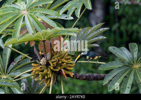 Vista dalla torre di osservazione di Un Aracari (Pteroglossus pluricinctus) Molti banded che si nutrono dei frutti di un albero di Cecropia nella canop foresta pluviale Foto Stock