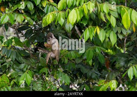 Una scimmia di scoiattolo in un albero nella foresta pluviale vicino la Selva Lodge vicino Coca, Ecuador. Foto Stock