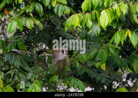 Una scimmia di scoiattolo in un albero nella foresta pluviale vicino la Selva Lodge vicino Coca, Ecuador. Foto Stock