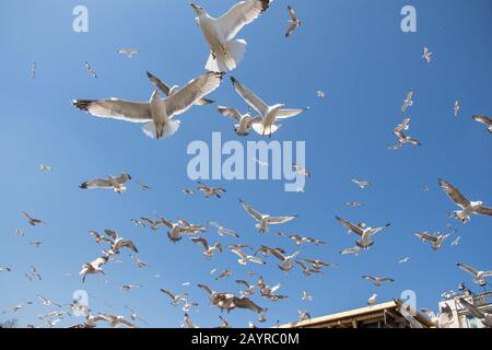 Flock of Seagulls skying nel cielo Foto Stock
