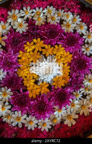 Composizioni floreali galleggianti presso il Thiripyitsaya Sanctuary Resort di Bagan, Myanmar. Foto Stock