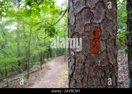 Segnavia rosso su Pine Tree con sentiero a sinistra Foto Stock