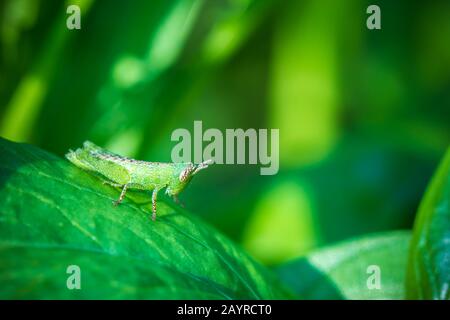 Grasshopper su foglia verde in fattoria biologica. Primo piano e spazio di copia. Integrità dell'ambiente naturale. Foto Stock