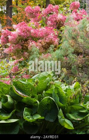 Bergenia cordifolia - piante "orecchie dell'elefante" e fiori rosa Hydrangea paniculata "Ruby" in giardino in autunno. Foto Stock