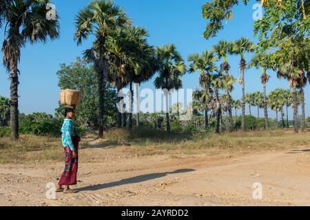 Una donna sta camminando lungo la strada da Bagan a Mandalay in Myanmar equilibrando un cesto sulla sua testa. Foto Stock