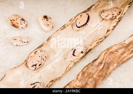 Semi e baccelli di fagiolo Della Lingua del drago si sono stabiliti per asciugare. Per salvare i semi di fagiolo, permetta che i vostri fagioli completamente maturino sulla vite per diventare grandi, fagioli duri. Da Th Foto Stock