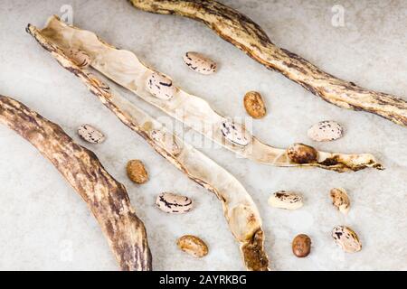 Semi e baccelli di fagiolo Della Lingua del drago si sono stabiliti per asciugare. Per salvare i semi di fagiolo, permetta che i vostri fagioli completamente maturino sulla vite per diventare grandi, fagioli duri. Da Th Foto Stock