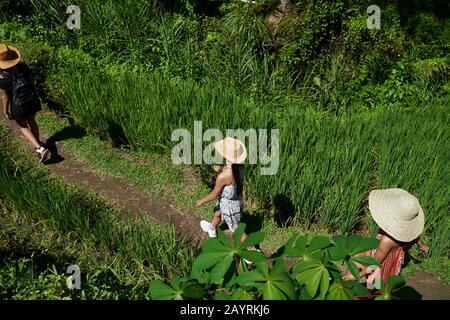 Madre asiatica e le sue due figlie che si divertano ad esplorare le risaie a Bali in una calda giornata sotto il sole estivo Foto Stock