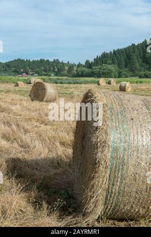 Balle di fieno nella Union Flat Creek Valley nella Whitman County a Palouse, Washington state, Stati Uniti con una fattoria sullo sfondo. Foto Stock