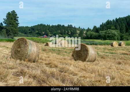 Balle di fieno nella Union Flat Creek Valley nella Whitman County a Palouse, Washington state, Stati Uniti con una fattoria sullo sfondo. Foto Stock