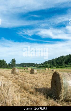 Balle di fieno nella Union Flat Creek Valley nella Whitman County a Palouse, Washington state, Stati Uniti con una fattoria sullo sfondo. Foto Stock