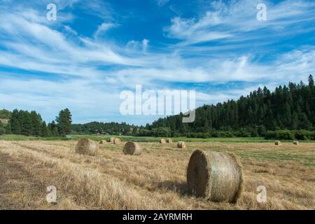 Balle di fieno nella Union Flat Creek Valley nella Whitman County a Palouse, Washington state, Stati Uniti con una fattoria sullo sfondo. Foto Stock