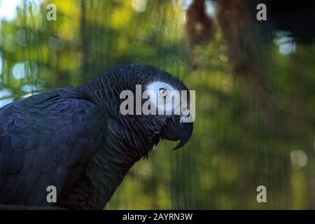 PET grigio africano pappagallo Psittacus erithacus perches in una gabbia. Foto Stock