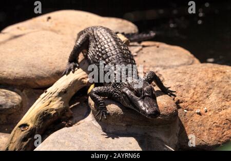 Alligatore bambino Alligator missisippiensis perches su una roccia come si crogiolano nel sole a Bonita Springs, Florida Foto Stock