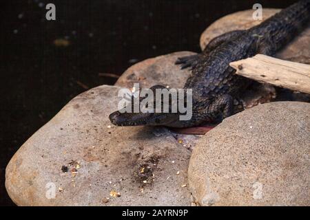 Alligatore bambino Alligator missisippiensis perches su una roccia come si crogiolano nel sole a Bonita Springs, Florida Foto Stock