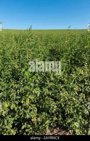 Fagioli di garbanzo (ceci o ceci ceci ceci Cicer arietinum) in un campo vicino al Pullman nella Contea di Whitman nel Palouse, nello Stato di Washington, Stati Uniti. Foto Stock