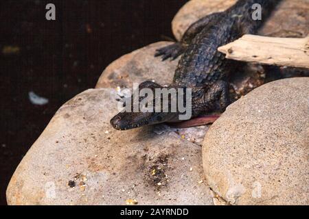 Alligatore bambino Alligator missisippiensis perches su una roccia come si crogiolano nel sole a Bonita Springs, Florida Foto Stock