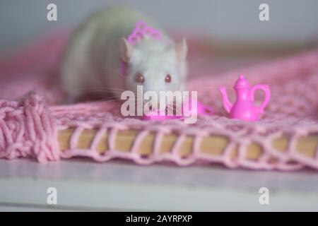 Ratto bianco e festa del tè. Dollhouse e animali domestici. Concetto di vita pacifica Foto Stock