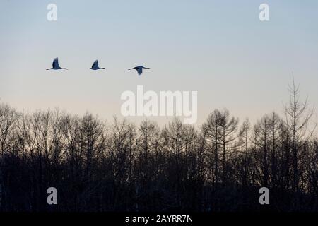 Le gru giapponesi in via di estinzione (Grus japonensis), conosciute anche come le gru a corona rossa, che sono una delle gru più rare del mondo, volano verso il Foto Stock