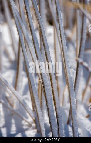 Canne ricoperte di neve lungo la riva del lago Kussharo, che è un lago di caldera nel Parco Nazionale di Akan, Hokkaido orientale, Giappone. Foto Stock