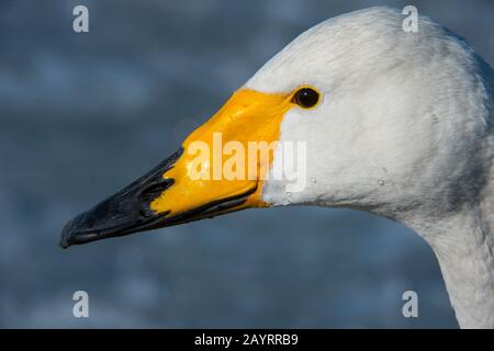 Ritratto di un cigno di Whooper (Cygnus cygnus) al Lago Kussharo, che è un lago di caldera nel Parco Nazionale di Akan, Hokkaido orientale, Giappone. Foto Stock