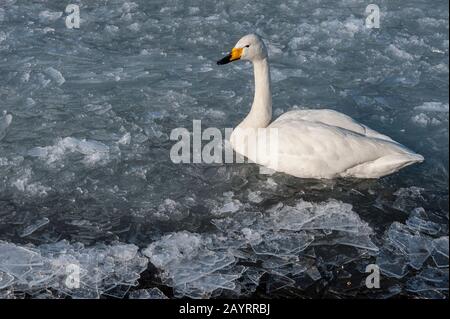 Un cigno di Whooper (Cygnus cygnus) sta nuotando in ghiaccio tritato sulla riva del lago Kussharo, che è un lago di caldera nel Parco Nazionale di Akan, orientale del Salto Foto Stock