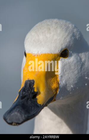 Ritratto di un cigno di Whooper (Cygnus cygnus) al Lago Kussharo, che è un lago di caldera nel Parco Nazionale di Akan, Hokkaido orientale, Giappone. Foto Stock