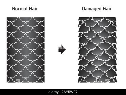 Illustrazione di confronto di capelli sani e danneggiati. Illustrazione Vettoriale