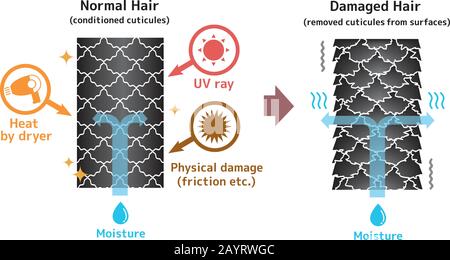 Illustrazione di confronto di capelli sani e danneggiati. Illustrazione Vettoriale