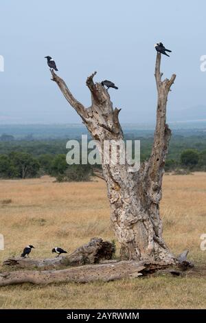 Un gruppo di corvi pied (Corvus albus) seduti su un albero nel Conservatorio Di Ol Pejeta in Kenya. Foto Stock