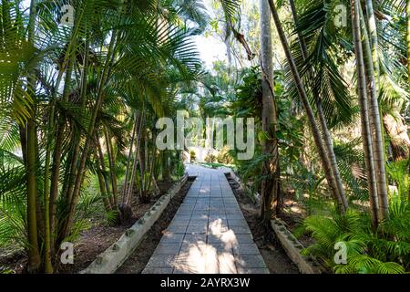 Il sentiero è pavimentato con piastrelle di pietra nel Parco. Lastre di pavimentazione sul sentiero tra piante tropicali. Palmeto. Asia Foto Stock