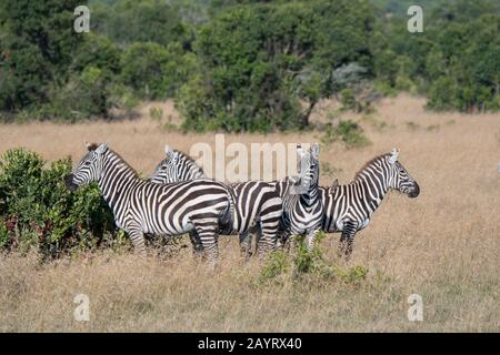 Una mandria di zebre delle pianure (Equus quagga, ex Equus burchellii), conosciuta anche come zebra comune o zebra di Burchell, al Conservatorio Di Ol Pejeta in Foto Stock