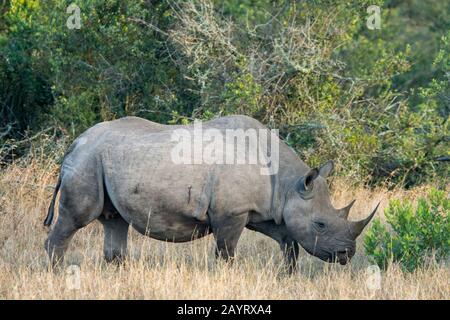 Un rinoceronte nero in via di estinzione o rinoceronte con laggini (Diceros bicornis) al Conservatorio Di Ol Pejeta in Kenya. Foto Stock