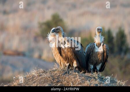Gli avvoltoi a dorso di bianco (Gyps africanus) sono seduti su un tumulo termitico nella Riserva Nazionale Masai Mara in Kenya. Foto Stock