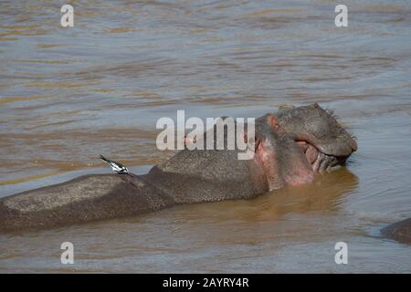 Un pied wagtail (Motacilla alba) sul retro di un ippopotamo (Hippopotamus anfibio) nel fiume Mara nella Riserva Nazionale Masai Mara in Kenya. Foto Stock