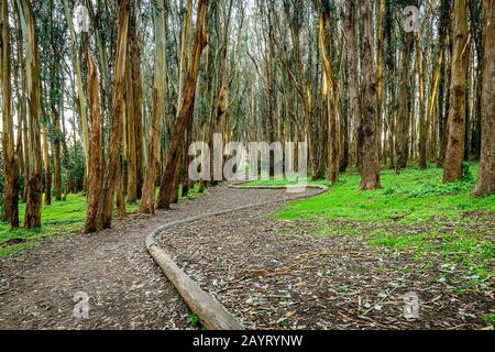 Andy Goldworthy'S Wood Line Foto Stock