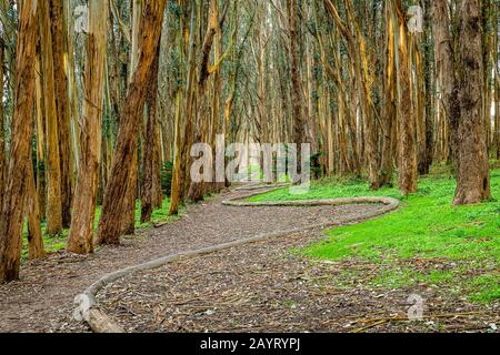 Andy Goldworthy'S Wood Line Foto Stock