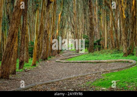 Andy Goldworthy'S Wood Line Foto Stock